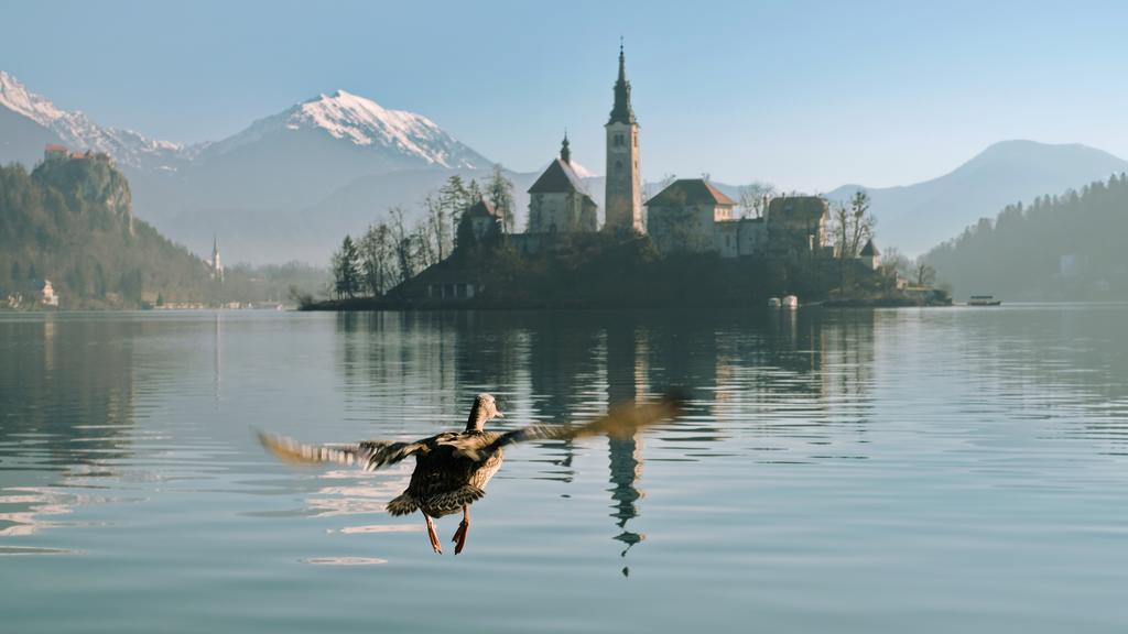 Apartments Vila Cvetka Bled Dış mekan fotoğraf