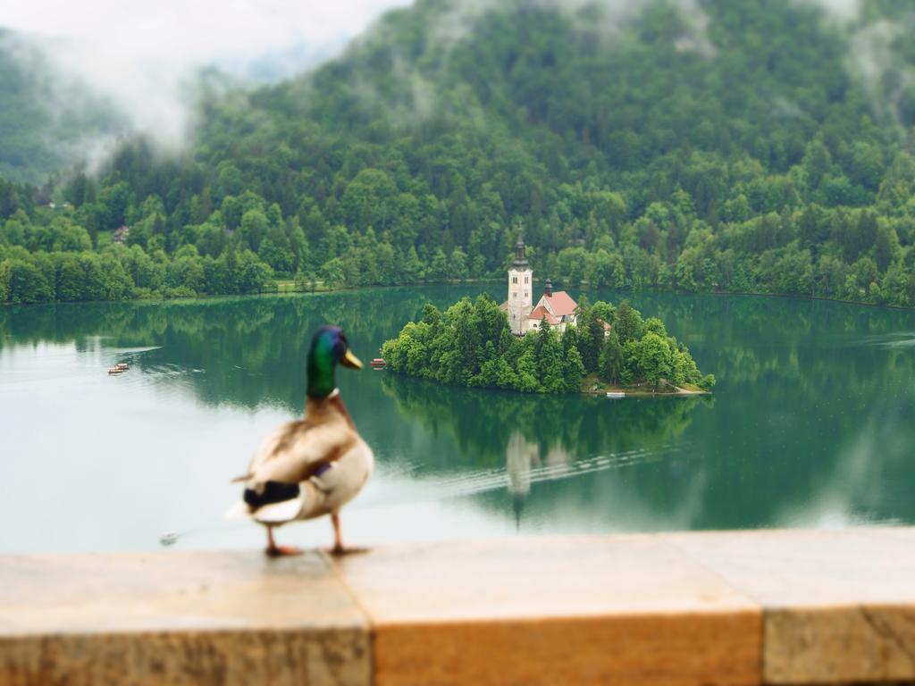 Apartments Vila Cvetka Bled Dış mekan fotoğraf